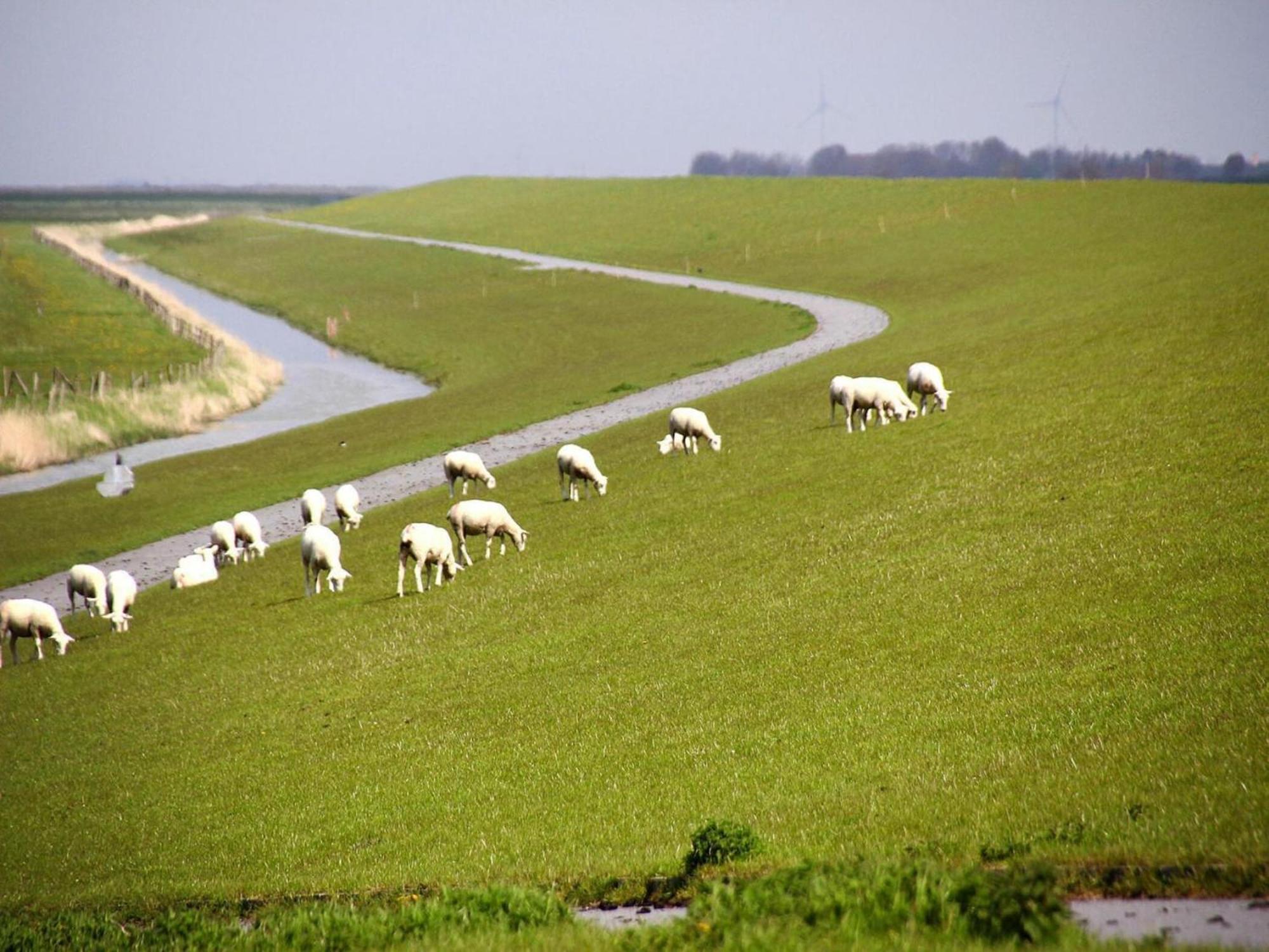 House Albatross, Neßmersiel Exteriör bild